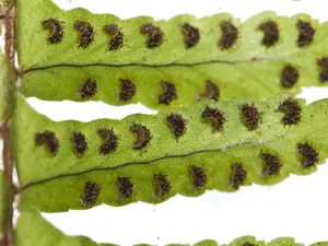 polypod